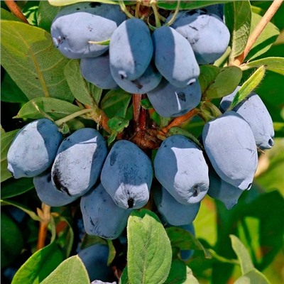 Жимолость Лори, арт.: 75080