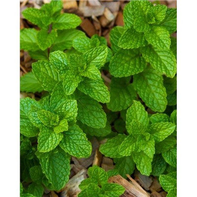 Саженцы Мята клубничная, арт.: 74936