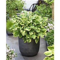 Корень Хоста Уии, арт.: 74714