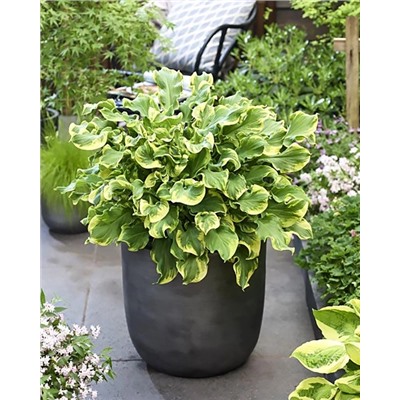 Корень Хоста Уии, арт.: 74714