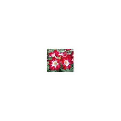 Adenium Obesum Desert Rose FLAME OF LOVE