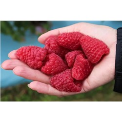 Саженцы Малина ремонтантная Похвалинка, арт.: 75089