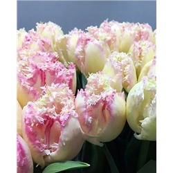 Луковицы Тюльпан бахромчатый Неглиже, арт.: 73861