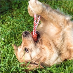 Игрушка тренировочная канатная «Круг с косточкой», до 100 г, микс цветов