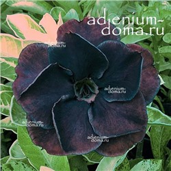Adenium Obesum Double Flower NEW-279