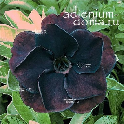 Adenium Obesum Double Flower NEW-279