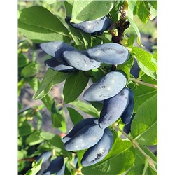 Саженцы Жимолость Блю банана, арт.: 20247