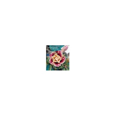 Adenium Obesum Double Flower GORR