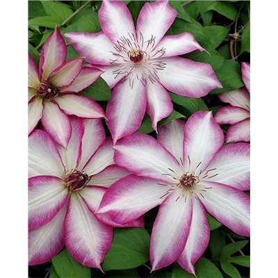 Саженцы Клематис Пикоти, арт.: 74873