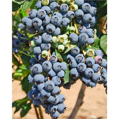 Саженцы Голубика Герберт, арт.: 74547