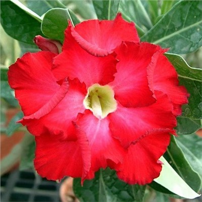 Adenium Obesum Double Flower RED VIGILANT
