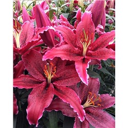 Луковицы Лилия восточная Блэк Белт, фасовка: 1 саженец, арт.: 74647