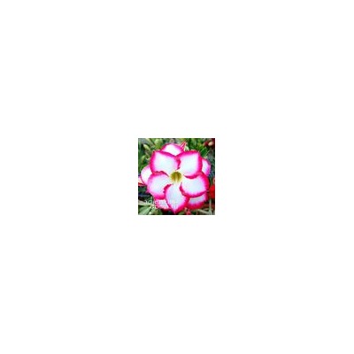 Adenium Obesum Double Flower NEW-80