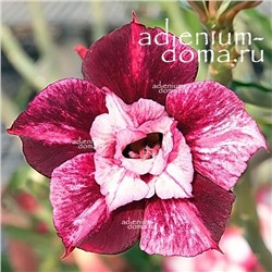 Adenium Obesum Double Flower NEW-129