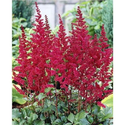 Саженцы Астильба Бургунди Ред, арт.: 73021