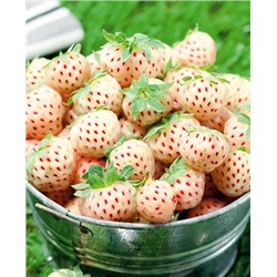 Саженцы Клубники (Земляники) садовой Пайнберри, арт.: 11024