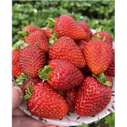 Саженцы Клубники (Земляники) Альбион, арт.: 11054