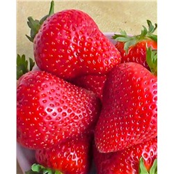 Саженцы Клубники (Земляники) Крапо (ремонтантная), арт.: 70252