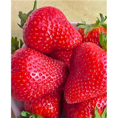 Саженцы Клубники (Земляники) Крапо (ремонтантная), арт.: 70252