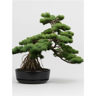Набор д/создания бонсай "Сад Радости", "Сосна японская"