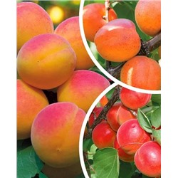 Саженцы Комплект полукарликовых абрикосов №4: Кичигинский, Погремок, Челябинский ранний, арт.: 69604