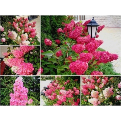 Гортензия метельчатая Fraise Melba "Фрайз Мельба" Р9