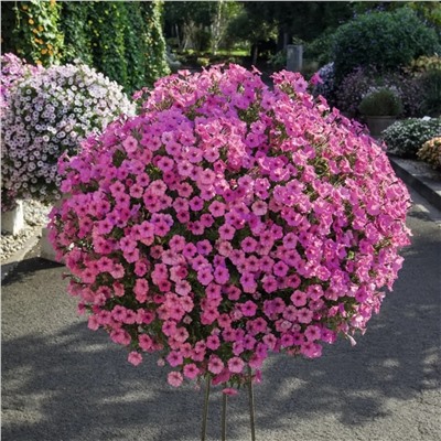 Набор супертуний №1