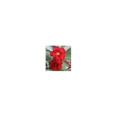 Adenium Obesum Double Flower NEW-45