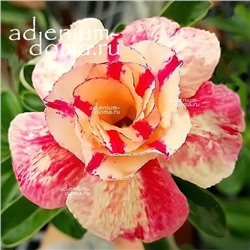 Adenium Obesum Double Flower LITTLE FAIRY