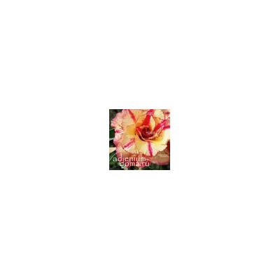 Adenium Obesum Double Flower SV08