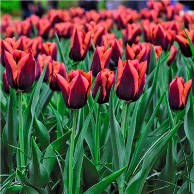 Луковицы Тюльпан триумф Слава, арт.: 75167