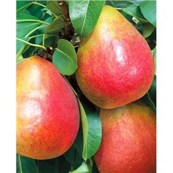 Саженцы Груша Радужная, арт.: 20169