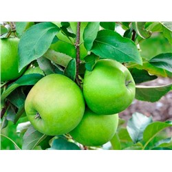 Яблоня колонновидная Изумруд, арт.: 75108