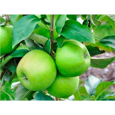 Яблоня колонновидная Изумруд, арт.: 75108