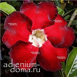 Adenium Obesum Desert Rose STAR OF HEAVEN