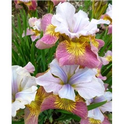 Луковицы (корни) Ирис сибирский Шугар Раш, арт.: 73231