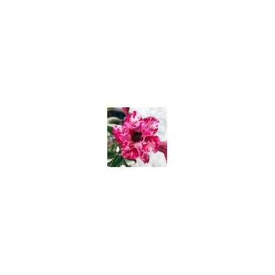 Adenium Obesum Double Flower CAT TIEN