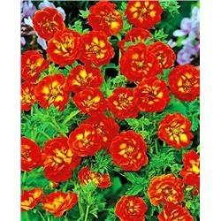 Саженцы Лапчатка гибридная Вильям Роллиссон, арт.: 8552