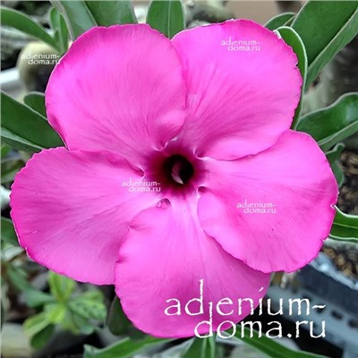 Adenium Obesum Desert Rose PURPLE SUNSET