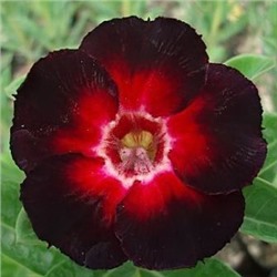 Adenium Obesum Desert Rose STAR OF BLACK NIGHT