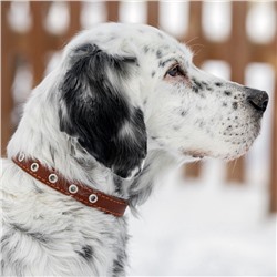 Ошейник кожаный однослойный безразмерный, 45×2 см, ОШ 18-39 см, коричневый