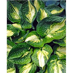 Корень Хоста Аллигатор Аллей, арт.: 69585