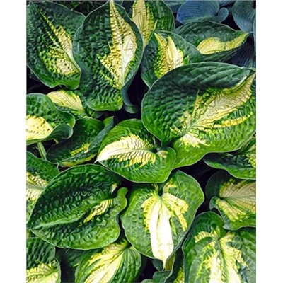 Корень Хоста Аллигатор Аллей, арт.: 69585