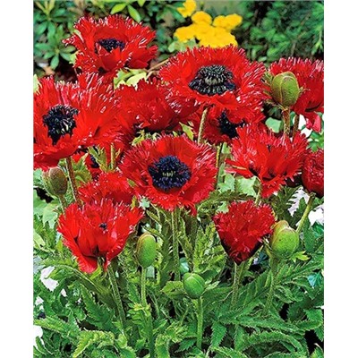 Мак Туркенлуи, арт.: 70339