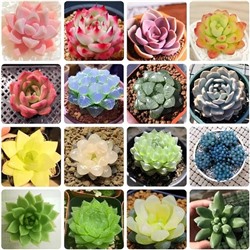 Семена кактусов (105 шт), Mix Cacti Succulent Seeds, произв. NooElec Seeds India