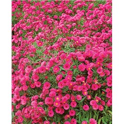 Саженцы Саженец Астра кустарниковая Дженни, арт.: 5278