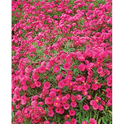 Саженцы Саженец Астра кустарниковая Дженни, арт.: 5278