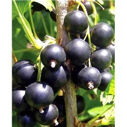 Саженцы Смородина Бальсгард Мартин, арт.: 20361