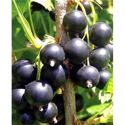 Саженцы Смородина Бальсгард Мартин, арт.: 20361