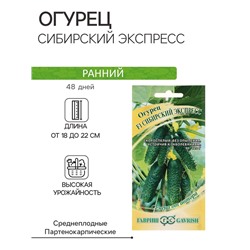 Семена Огурец "Сибирский экспресс", F1, 10 шт